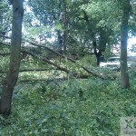 Завалене дерево в Больничному парку